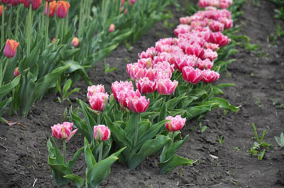 На Буковині є своя долина тюльпанів (ФОТО)