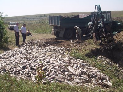 У ставку на Буковині загинуло 12 тонн риби