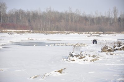 Лебеді у Чорториї мерзнуть і голодні