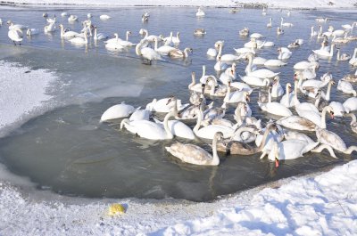 Лебеді у Чорториї мерзнуть і голодні