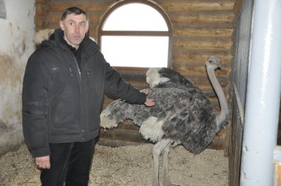 Верблюд Яша і лев Юліан снігу не бояться