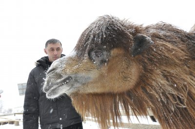 Верблюд Яша і лев Юліан снігу не бояться