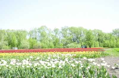 Під Чернівцями розквітла тюльпанова долина