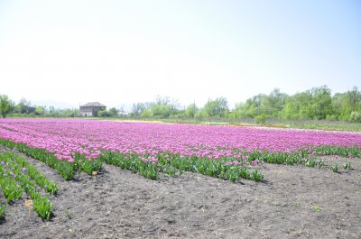 Під Чернівцями розквітла тюльпанова долина