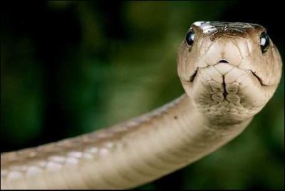 На Буковині 13-річну дівчинку вкусила змія