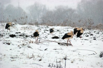 На засніженій Буковині лелеки потребують порятунку