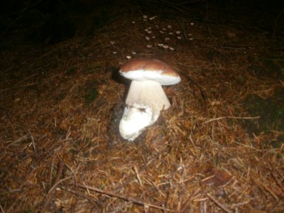 В горах на Буковине - грибной бум
