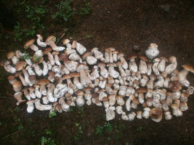 В горах на Буковине - грибной бум