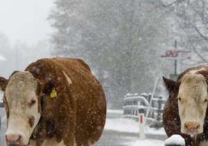 Через снігопади у США загинули 100 тисяч корів