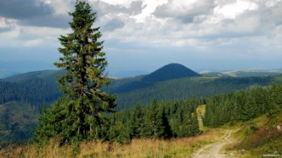 У буковинських лісах гинуть ялинки