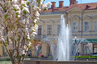 У Чернівцях розцвіла сакура