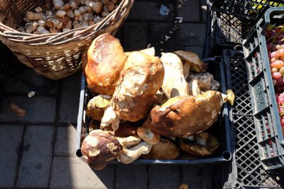 Білі гриби в Чернівцях продають по 45 гривень (ФОТО)