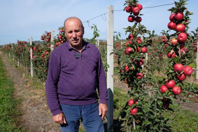 На Буковині найкращий урожай фруктів за 20 років (ФОТО)