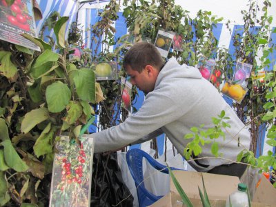 У Чернівцях на ярмарку продають Адамове яблуко і Боже дерево (ФОТО)