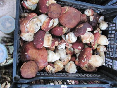У Чернівцях за останніми осінніми грибами на ринках шикуються черги (ФОТО)