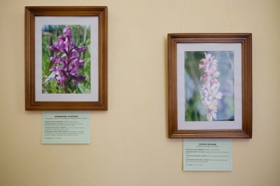 У Чернівцях відкрилася виставка з рідкісними кадрами орхідей області (ФОТО)