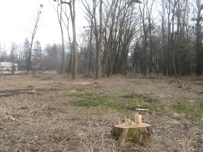 Дерева біля аеропорту вирубали законно - міська влада