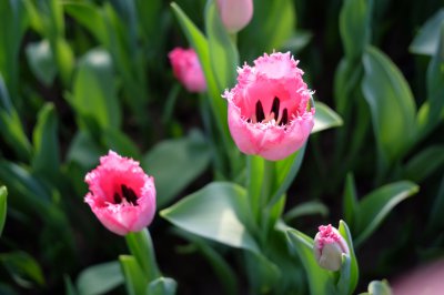 100 тисяч тюльпанів квітнуть посеред зими у садибі буковинця (ФОТО)