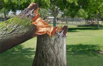 Дерево впало на буковинця - чоловік загинув на місці