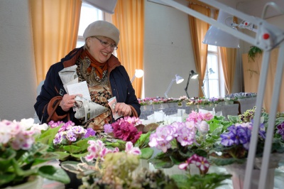 Колекціонери привезли до Чернівців 600 видів фіалок (ФОТО)