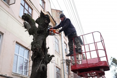 У Чернівцях почали рубати старі дерева (ФОТО)