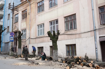 У Чернівцях почали рубати старі дерева (ФОТО)