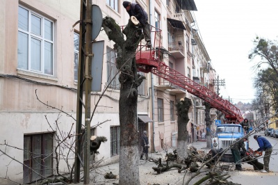 У Чернівцях почали рубати старі дерева (ФОТО)