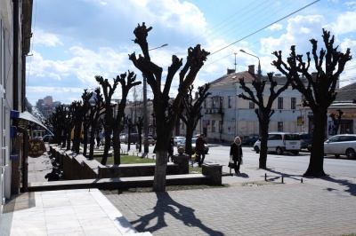 У Чернівцях дерева обрізають для омолодження