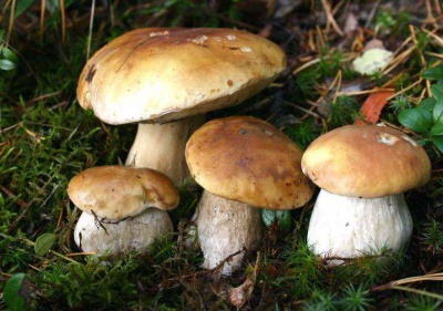Білі гриби чудово замінюють м’ясо