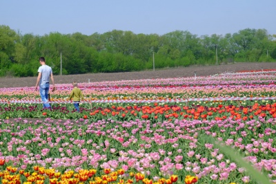 Тюльпанове поле у Мамаївцях за один вихідний день відвідує понад дві тисячі туристів (ФОТО)
