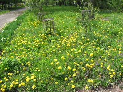 У Чернівцях раніше зацвіли дерева (ФОТО)