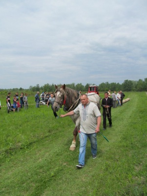 На Буковині господарі з різних районів влаштували змагання між своїми кіньми (ФОТО)