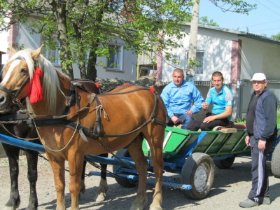 На Буковині господарі з різних районів влаштували змагання між своїми кіньми (ФОТО)