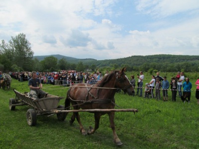 На Буковині господарі з різних районів влаштували змагання між своїми кіньми (ФОТО)
