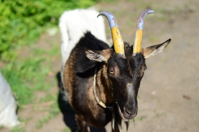 Чернівчанин випасає у центрі міста козу із жовто-блакитними рогами (ФОТО)