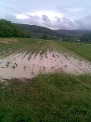 На Кіцманщині дощі підтопили три села (ФОТО)