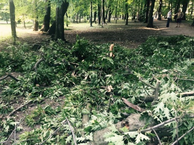 Велика гілка впала на алею в парку Шевченка у Чернівцях (ФОТО)
