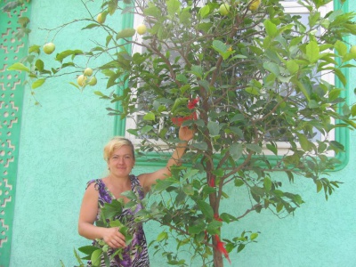 Буковинка виростила триметрове лимонне дерево (ФОТО)