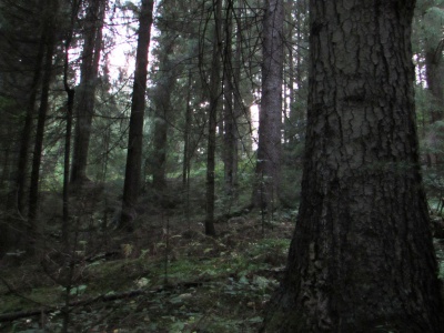 Розробляється туристичний маршрут до найстаріших дерев Буковини