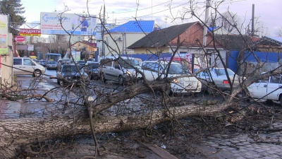 У Чернівцях вітер валив дерева на дроти і будинки (ВІДЕО)