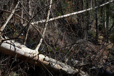 Лісники показали дерева, через які змушені були знищити водоспад на Буковині (ФОТО)