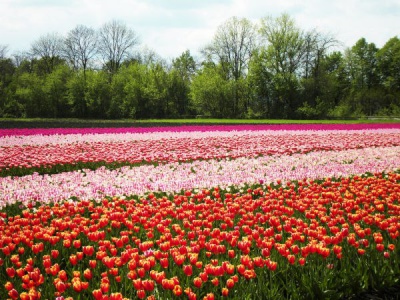 Тюльпанове поле на Буковині розквітне вже за тиждень