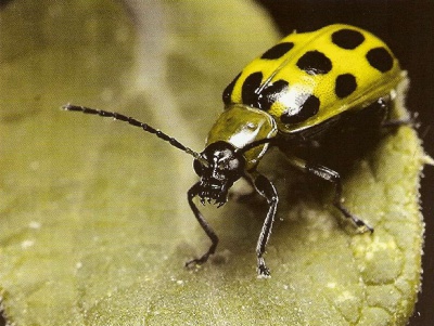 Чернівецьку область атакує небезпечний шкідник - кукурудзяний жук