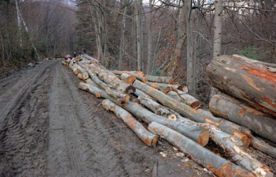 В Україні заборонили санітарне вирубування лісів