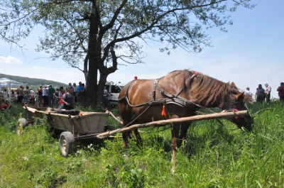Найсильніші коні тягнули колоди під час фестивалю на Буковині (ФОТО)