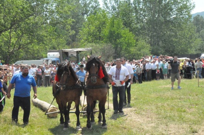 Найсильніші коні тягнули колоди під час фестивалю на Буковині (ФОТО)