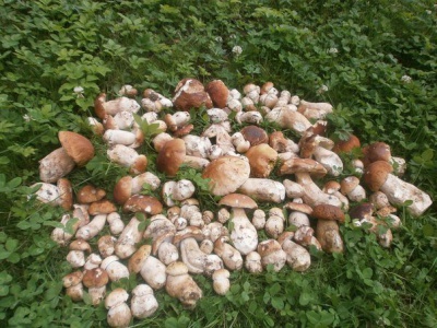 На Буковині вже збирають білі гриби, які продають по 100 гривень за кілограм
