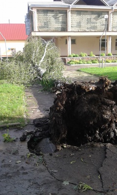 Буревій на Буковині обірвав електромережі та зірвав дахи (ФОТО)