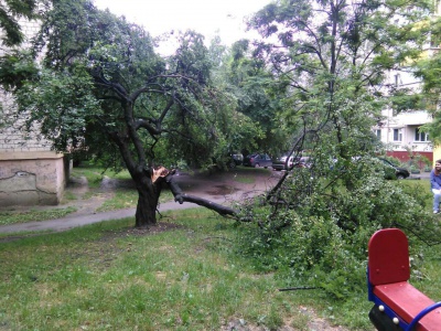 У Чернівцях після зливи на дитячому майданчику впала гілляка (ФОТО)