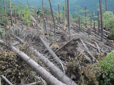 На Буковині за один день буревій пошкодив ліс на 15 гектарах (ФОТО)